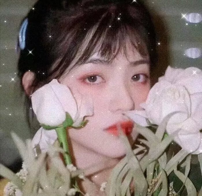 美国豚鼠